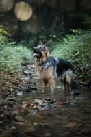 Savannah RIONDET - 0poilphotographie